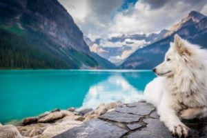 White dog on rock overlooking mountain lake