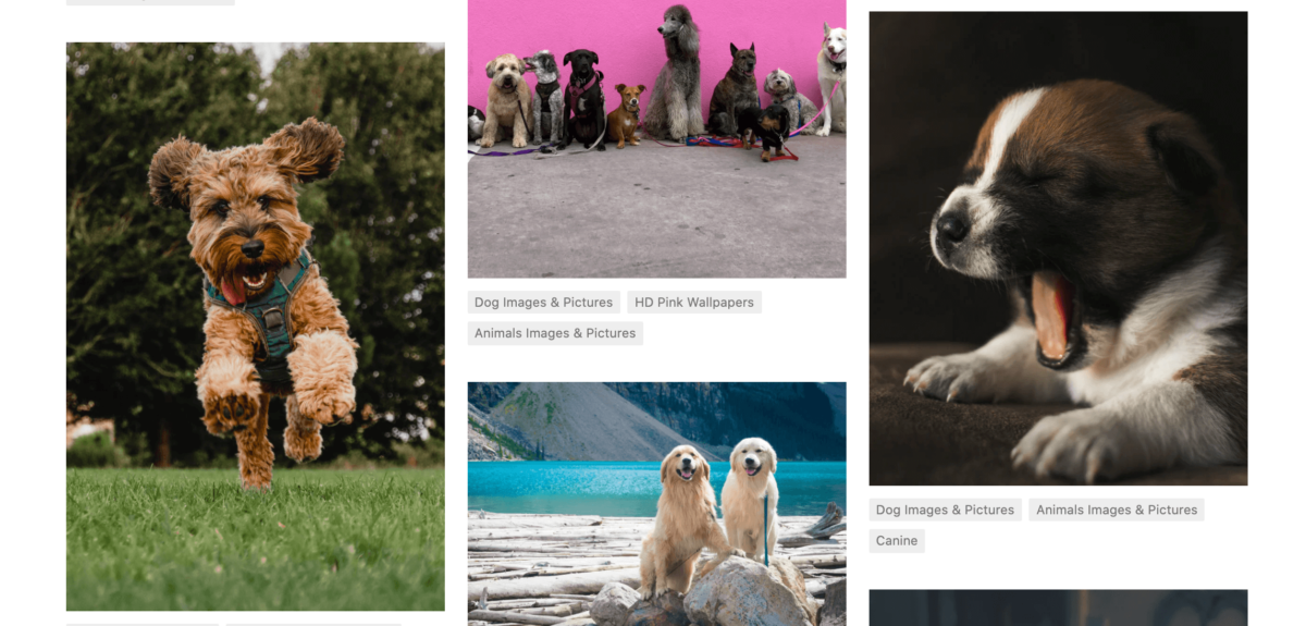 screenshot of 4 different images of dogs, yet showing all different color palettes. 