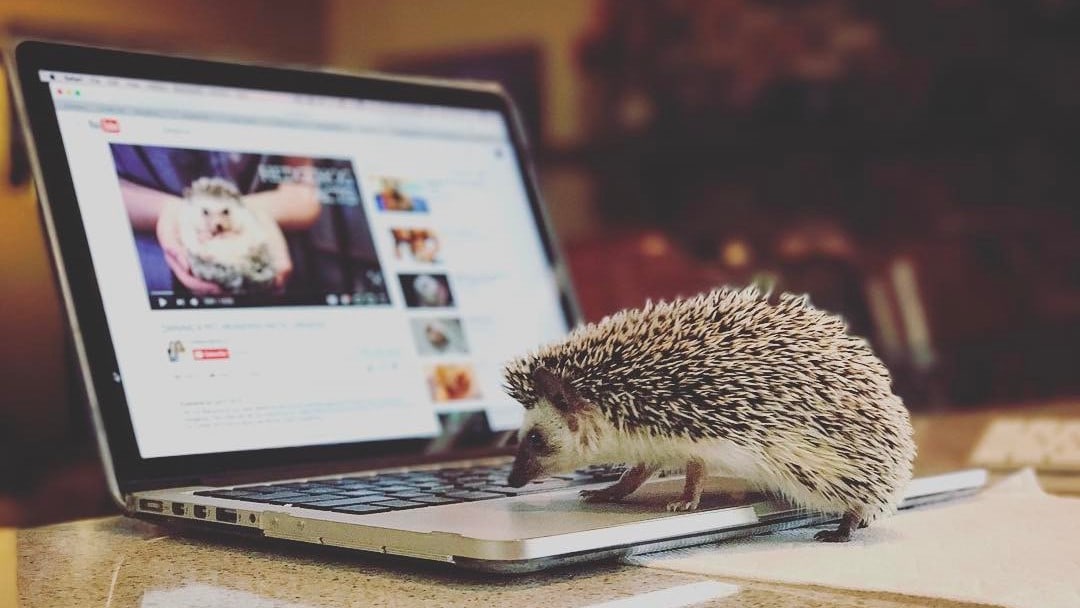 picture of a hedgehod playing on a laptop and looking at a picture of another hedgehog