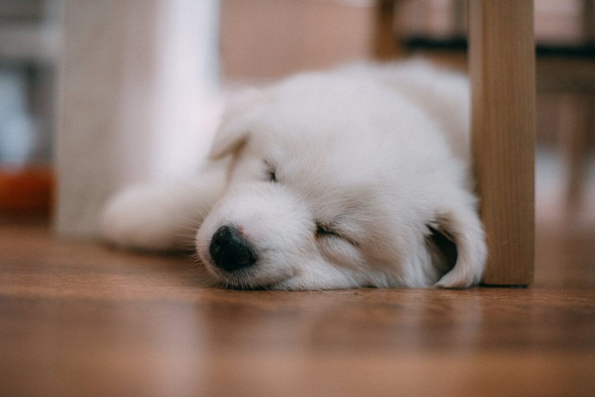 A Cute Dog Sleeping on the Floor