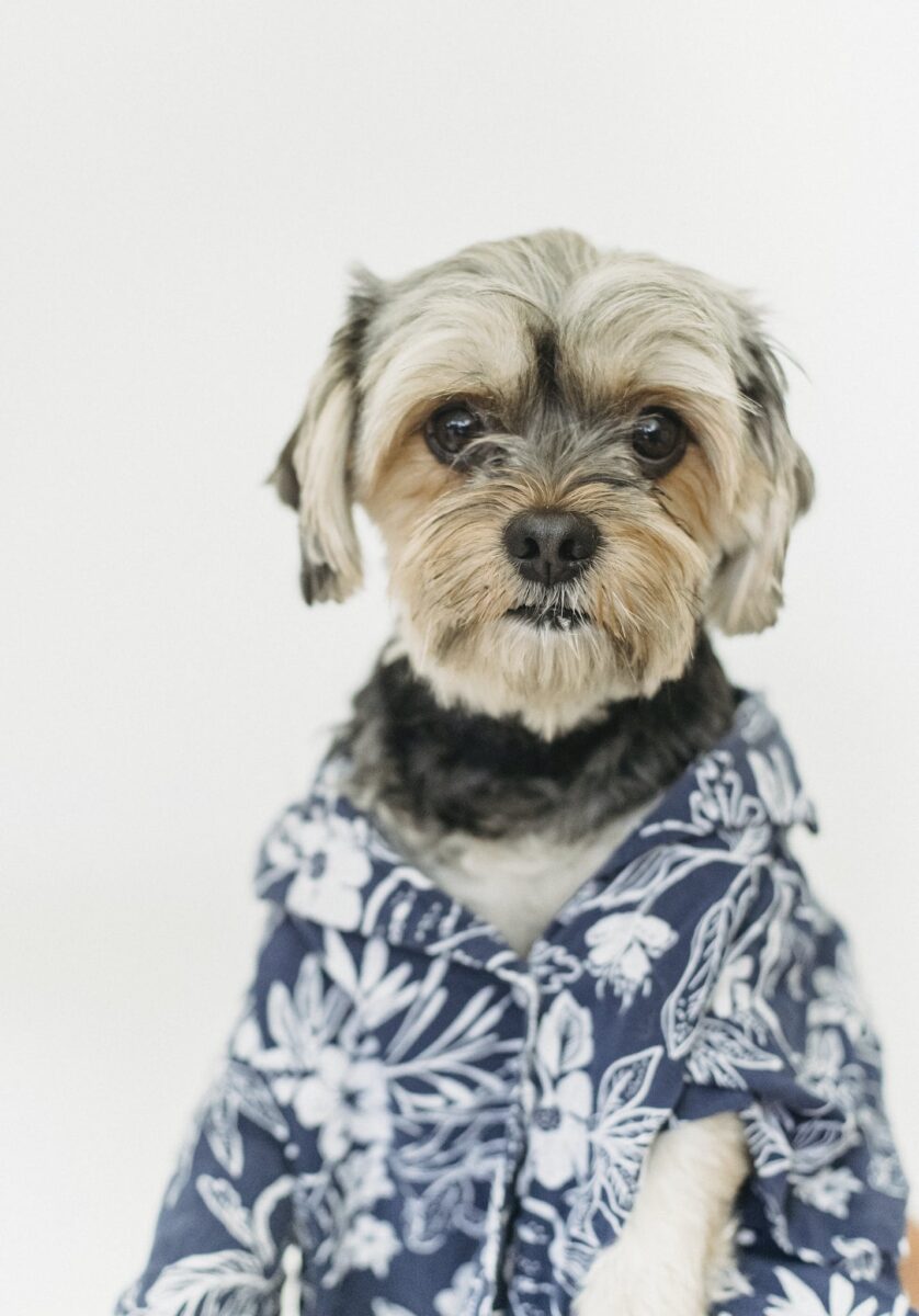 Small purebred dog looking at camera while wearing shirt and spending time in light room on white background