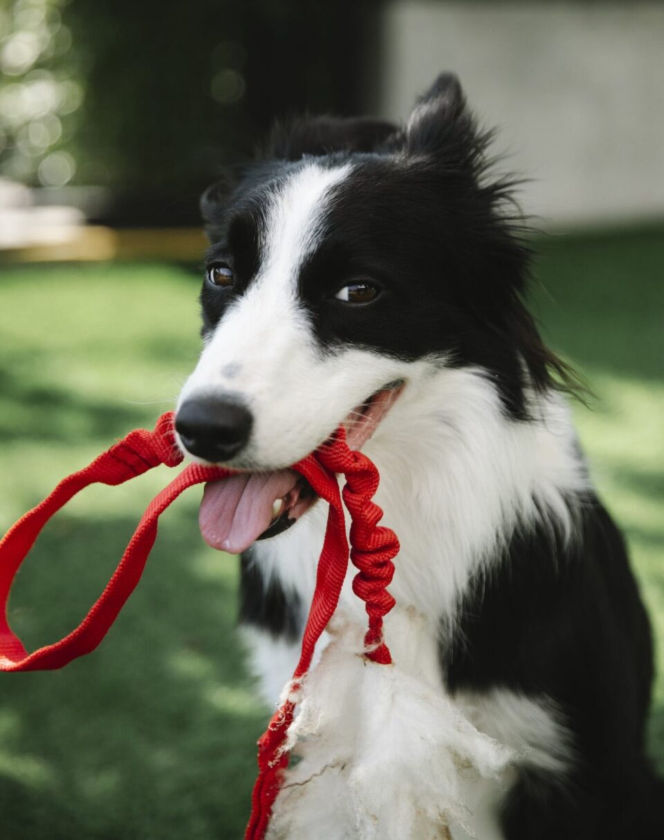 Cute Border Collie dog with white spots and red leash in mouth sitting on grassy lawn in countryside on blurred background